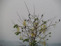 Rosy Starling on a branch