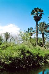 Cyperus papyrus plants on Jacob's Island in Giza, Egypt