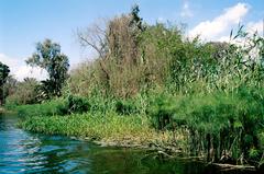 Papyri and other plants on Jacob's Island in Giza, Egypt at Pharaonic Village theme park