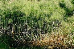 Papyri and plants on Jacob's Island in Giza