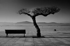 Bench, Tree, Bay, and Ground