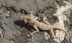 Fan-Fingered Gecko at Wadi Degla protectorate