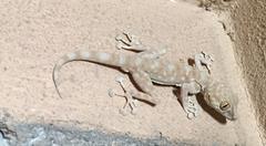 fan-fingered gecko at Wadi Degla