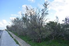 Dingli Cliffs in Malta