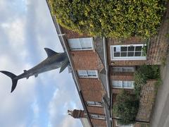 Headington Shark sculpture in Oxford