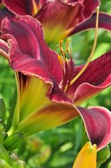 Close-up of a yellow Daylily with green foliage in the background