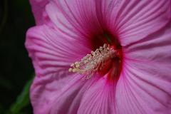 Pink hibiscus flower in Toronto Music Gardens