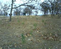 reforested area in Nixticuil Forest