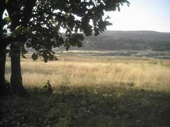 View from a valley near the Primavera forest