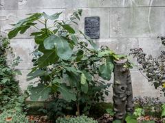 Fig Tree at St Dunstan in the East, St Dunstan's Hill, London