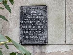 Fig Tree at St Dunstan in the East in London