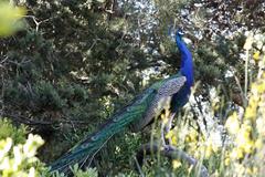 Peacock in the garden of the Cathedral of Maguelone