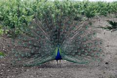 Peacocks near Cathédrale de Maguelone