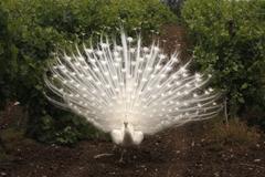 peacock at Maguelone Cathedral