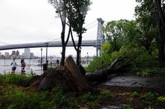 Downed tree in East River Park after Hurricane Irene