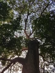 Big tree in Taman Suropati park, Jakarta