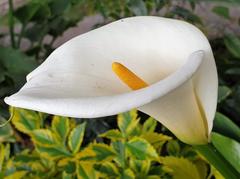 calla lily in Heroica Puebla de Zaragoza, Mexico