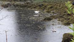 Dunguaire Castle by the bay