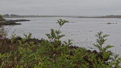 Dunguaire Castle and its bay