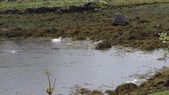 Dunguaire Castle and its bay