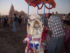 Camel at Dwaraka Beach