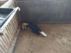 Golden hornbill eating from an old shoe in a cage