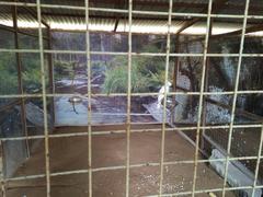 Yellow-crested cockatoo playing in a cage