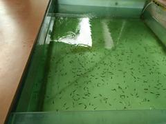 Kolam spa ikan hijau di Tanjung Benoa