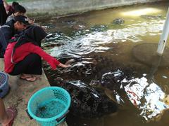 Children feeding turtles at a pond