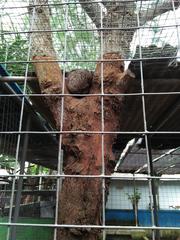 sleeping Musang Luwak in a cage during the morning