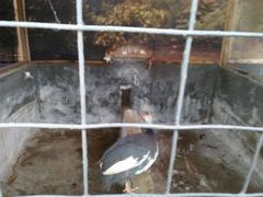 Ayam mutiara in a cage at Pulau Penyu