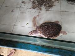 young green sea turtle swimming in a pool