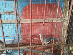 Spotted dove in a cage