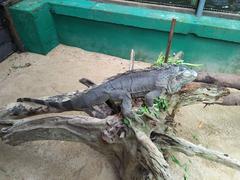 Iguana in a cage