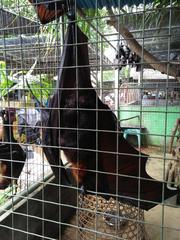 sleeping kalong hanging in a cage