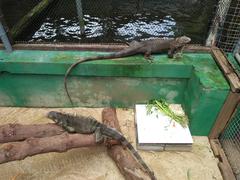 Group of iguanas resting