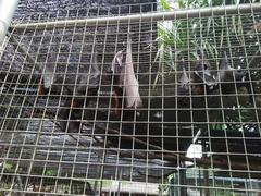 sleeping fruit bats in a cage