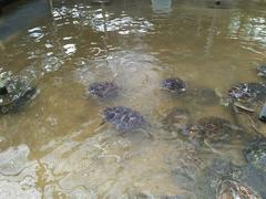 Group of turtles swimming in a pond