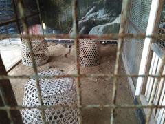 chickens in a bamboo cage