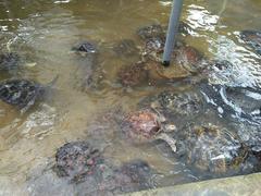 Group of turtles swimming in a pond