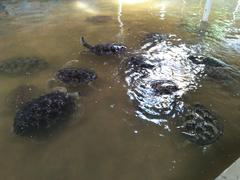 group of turtles in a pond