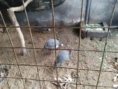 guinea fowl walking with its mate in a coop