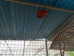 blue and red lorikeet pair in cage