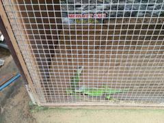 Green iguana in a cage