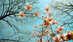 University of Chicago campus in springtime with blooming trees and flowers