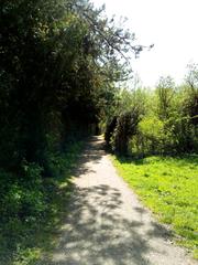 tree-covered pathway in Wolbecker Tiergarten, Muenster