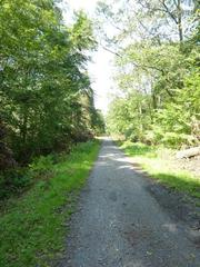 Wald am Tiergarten bei Wolbeck