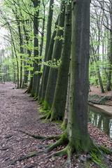 Wolbecker Tiergarten protected area in Münster, Germany