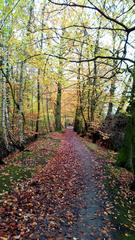 Leaf-covered pathway in Wolbecker-Tiergarten, Münster