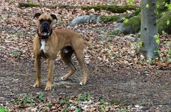 dog in Wolbecker Tiergarten nature reserve